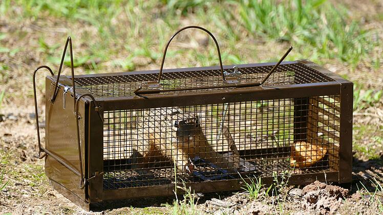 Tiergarten Nürnberg: Ziesel in Tschechien ausgewildert - gefährdete Nagetiere ausgesetzt