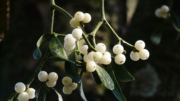 Die Mistel gilt als der heilige Zweig der germanischen Liebesg&ouml;ttin Frigga.