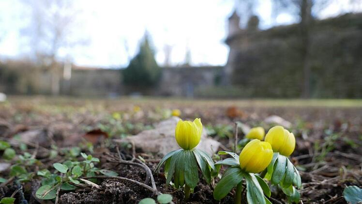 Im Forchheimer Stadtpark sprießen Winterlinge, diese Frühlingsboten blühen bis März. Foto: inFrankenPix-Nutzerin "Florentina"