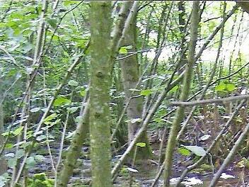 Die Sinterstufen in Dorfhaus sind eines der touristischen Ziele, die besser vermarktet werden sollen. Foto: Petra Malbrich