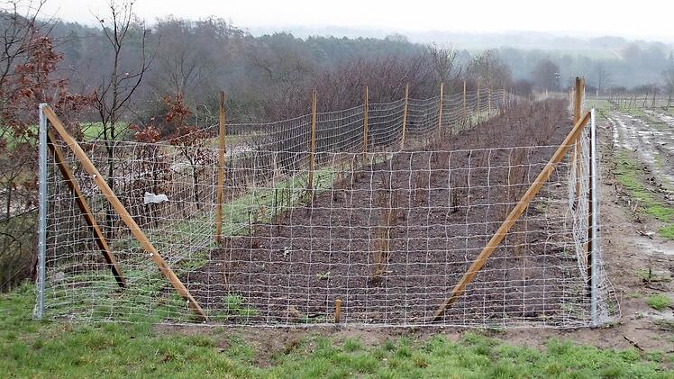 Als Ausgleichsfläche mussten die Windpark-Betreiber eine 350 Meter lange, fünf Meter breite Hecke und 173 Obstbäume pflanzen.