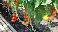Bio-Tomaten wurzeln in der Erde. Das Bild zeigt Pflanzen in einem Gewächshaus der Bayerischen Landesanstalt für Wein- und Gartenbau in Veitshöchheim.  Foto: LWG