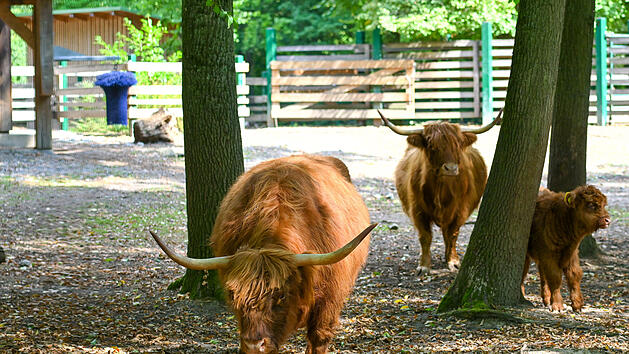 Hochlandrinder mit Kalb im Wildpark Schweinfurt &ndash; Huftiere und Nachwuchs zum 60-j&auml;hrigen Jubil&auml;um