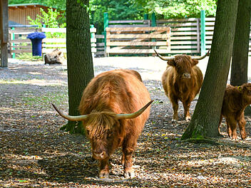 Hochlandrinder mit Kalb im Wildpark Schweinfurt &ndash; Huftiere und Nachwuchs zum 60-j&auml;hrigen Jubil&auml;um