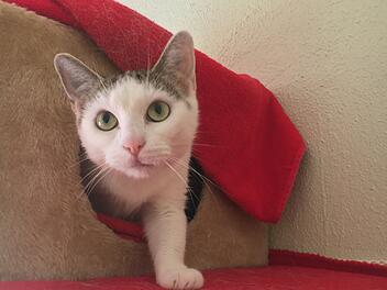 Bamberg: Tierheim stellt "Tier der Woche" vor - Ruhiges Zuhause mit Freigang für Musica gesucht