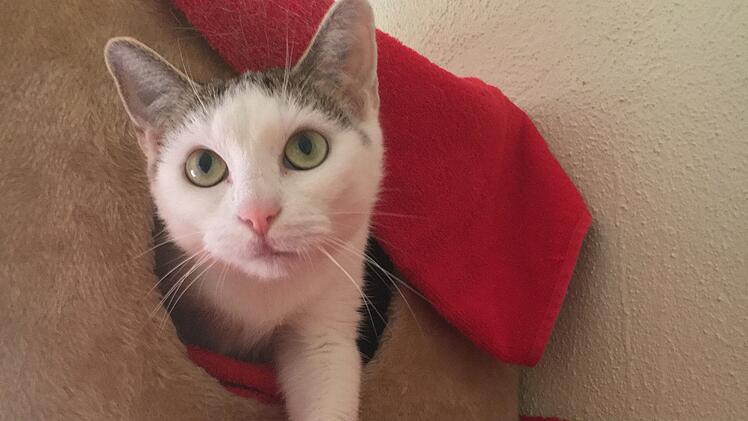 Bamberg: Tierheim stellt "Tier der Woche" vor - Ruhiges Zuhause mit Freigang für Musica gesucht