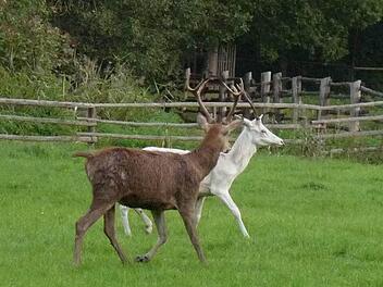 Der weiße Hirsch war ein besonderer Liebling der Wildparkbesucher. Er war auch besonders zutraulich, kam gern ans Gatter und nahm Futter an. Das wurde ihm wohl ebenso wie den anderen drei Hirschen zum Verhängnis. Foto: Wildpark