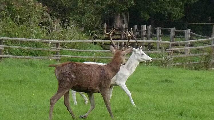 Der weiße Hirsch war ein besonderer Liebling der Wildparkbesucher. Er war auch besonders zutraulich, kam gern ans Gatter und nahm Futter an. Das wurde ihm wohl ebenso wie den anderen drei Hirschen zum Verhängnis. Foto: Wildpark
