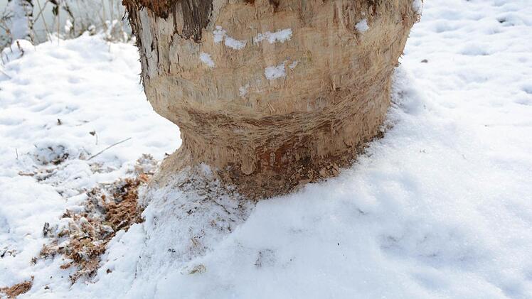 Auf Biber-Spurensuche am Weißen Main bei Burghaig. Foto: Dagmar Besand