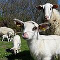 Ein Besitzer hatte sein Tier auf einer Weide vergessen. Am nächsten Tag steckte das Schaf bis zum Hals im Schlamm. Symbolfoto: Carsten Rehder/dpa
