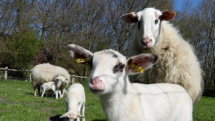 Ein Besitzer hatte sein Tier auf einer Weide vergessen. Am nächsten Tag steckte das Schaf bis zum Hals im Schlamm. Symbolfoto: Carsten Rehder/dpa