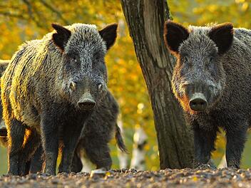 Frau wird beim Schlafen im Wald von Wildschweinen umringt