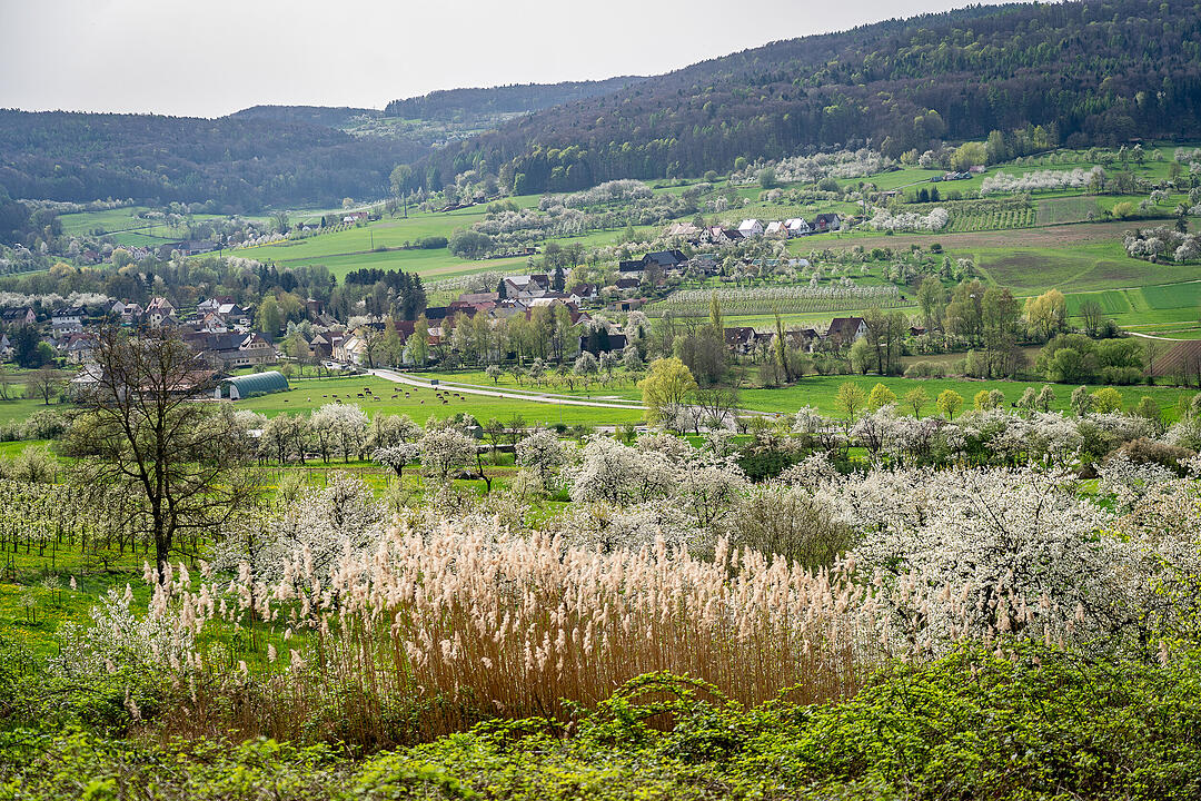 Unterwegs auf dem Kirschenweg.
