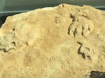 Fossilien und Versteinerungen sind unter anderem in der Sonderausstellung im Landratsamt zu sehen. Fotos: Landratsamt