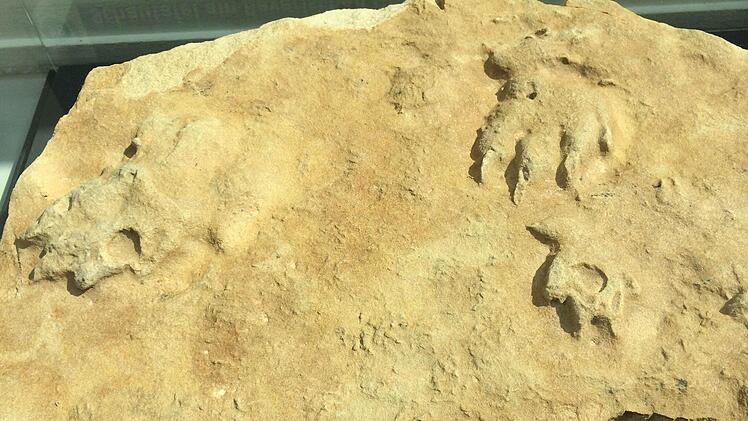 Fossilien und Versteinerungen sind unter anderem in der Sonderausstellung im Landratsamt zu sehen. Fotos: Landratsamt