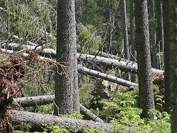 Vom Sturm umgeworfene Fichten im Frankenwald: Nicht nur der Borkenkäfer stellt die Wälder in Bayern vor Herausforderungen.privat