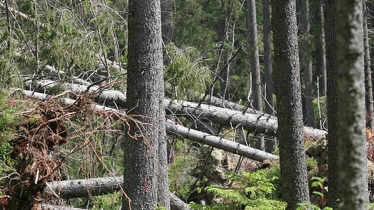 Vom Sturm umgeworfene Fichten im Frankenwald: Nicht nur der Borkenkäfer stellt die Wälder in Bayern vor Herausforderungen.privat