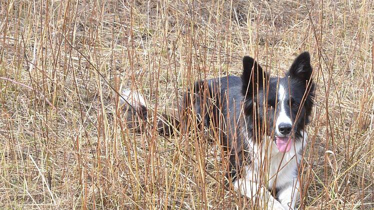 Milou ist in gespannter Aufmerksamkeit.