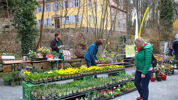 Die Auswahl an Pflanzen war gro&szlig; beim Lenzrosenmarkt in Thurnau. Foto: Romy Denk