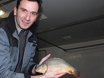 Ein Karpfen kann bis zu zehn Minuten ohne Sauerstoff durch Wasser aushalten, erklärt Alexander Krappmann. In wenigen Momenten ist der Fisch wieder im Wasser seines Hälterungsbeckens. Fotos: Markus Häggberg