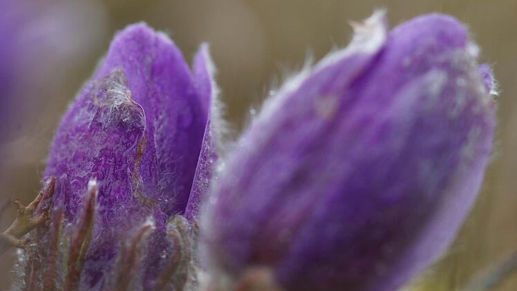 Küchenschellen-KnospenFoto: Arkadius Guzy