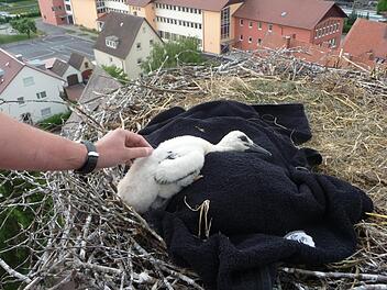 Perspektiven wie auf diesem Archivbild aus dem Jahr 2011 gab es vom Storchennest auf dem Hammelburger Mönchsturm bislang nur, wenn die Vogel-Experten mit der Drehleiter der Feuerwehr zur Beringung ganz nah ans Nest fuhren. In Zukunft sollen zwei Kameras direkt am Nest installiert werden.