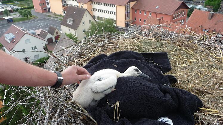 Perspektiven wie auf diesem Archivbild aus dem Jahr 2011 gab es vom Storchennest auf dem Hammelburger Mönchsturm bislang nur, wenn die Vogel-Experten mit der Drehleiter der Feuerwehr zur Beringung ganz nah ans Nest fuhren. In Zukunft sollen zwei Kameras direkt am Nest installiert werden.