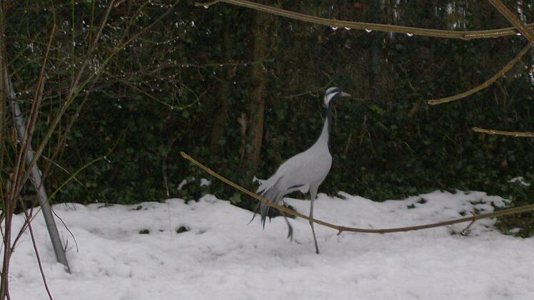 Draußen, im Freigehege, trifft man unter anderem auf Jungfernkraniche. Foto: Petra Malbrich