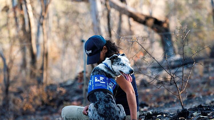 Koala-Sp&uuml;rhund Bear