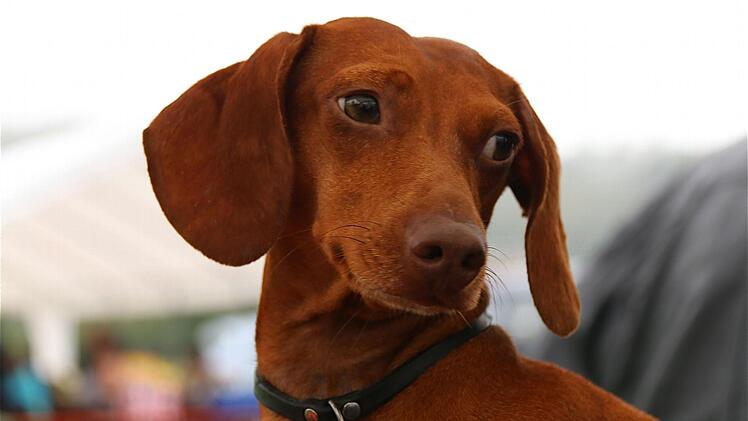 "Schoko-Tiger" Kurzhaardackel Lucky aus Himmelstadt.