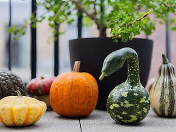 Populärer Pumpkin: Der kolossale Kürbis-Boom