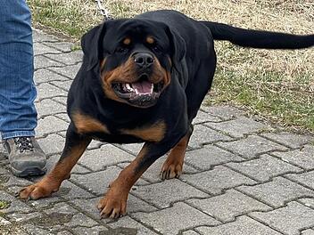 Rottweiler "Tristan". Foto: Archiv/Jürgen Gärtner