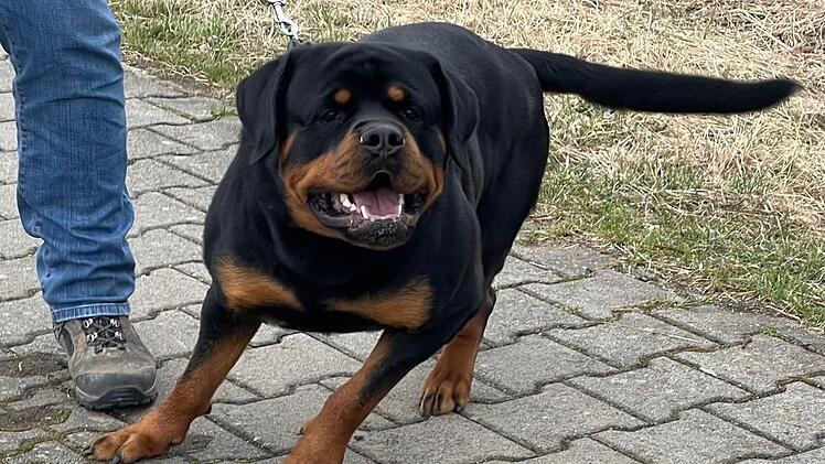 Rottweiler "Tristan". Foto: Archiv/Jürgen Gärtner