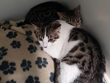 Tierheim Bayreuth nimmt im Wald ausgesetzte Katzen auf - "Noch immer verst&ouml;rt"