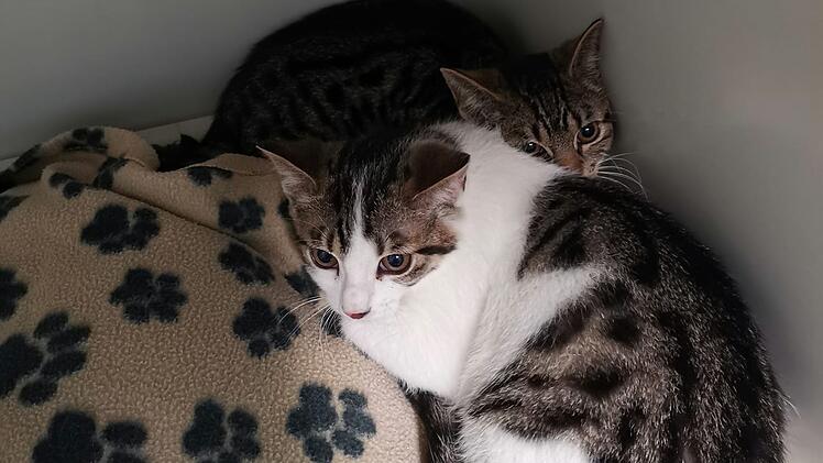 Tierheim Bayreuth nimmt im Wald ausgesetzte Katzen auf - "Noch immer verstört"