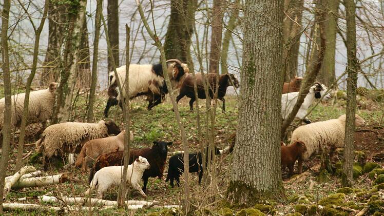 Auch in den W&auml;ldern richten die Tiere Schaden ab.  Foto: Adriane Lochner
