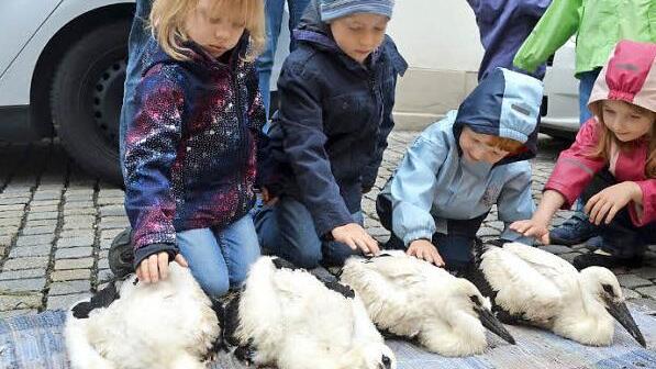 Gruppenweise durften die Kleinen die Tiere streicheln. Foto: Larissa Händel