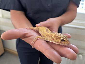 Bad Neustadt/Saale: Entlaufener Gecko lebt vorübergehend auf Polizeistation Bad Neustadt/Saale: Entlaufener Gecko lebt vorübergehend auf Polizeistation