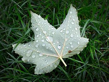Derzeit ist das Wetter in Franken typische herbstlich, also nasskalt und windig. Foto: Martin Gerten/dpa