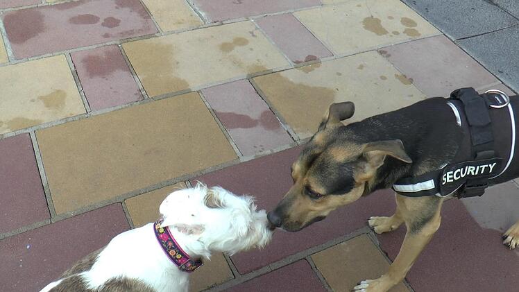 Neue Kontakte kn&uuml;pfte auch "Security"-Mischling "Benny".Christian Licha