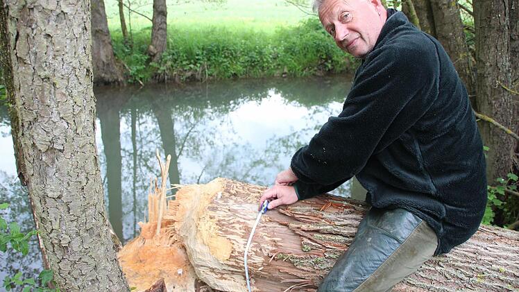 Diese Pappel hat einen Umfang von 1,35 Metern. Nach fünf Wochen Arbeit war es dem Biber gelungen, den Baum zu fällen. Einen so großen Baum hat Biberkartierer Heinz Becker bislang noch nicht in seiner Statistik. Foto: Heike Beudert