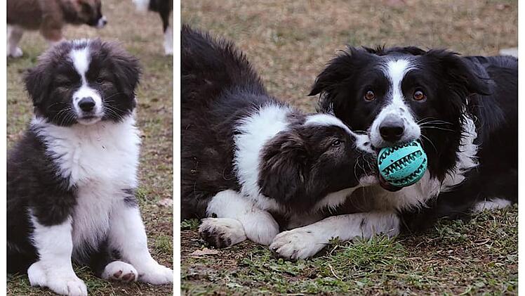 Tierheim Nürnberg: "Kein Hund für jedermann" - Außergewöhnliche Mischlingswelpen suchen Zuhause