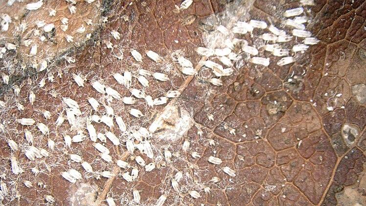 Ein geschädigtes Blatt. Foto: Keyence