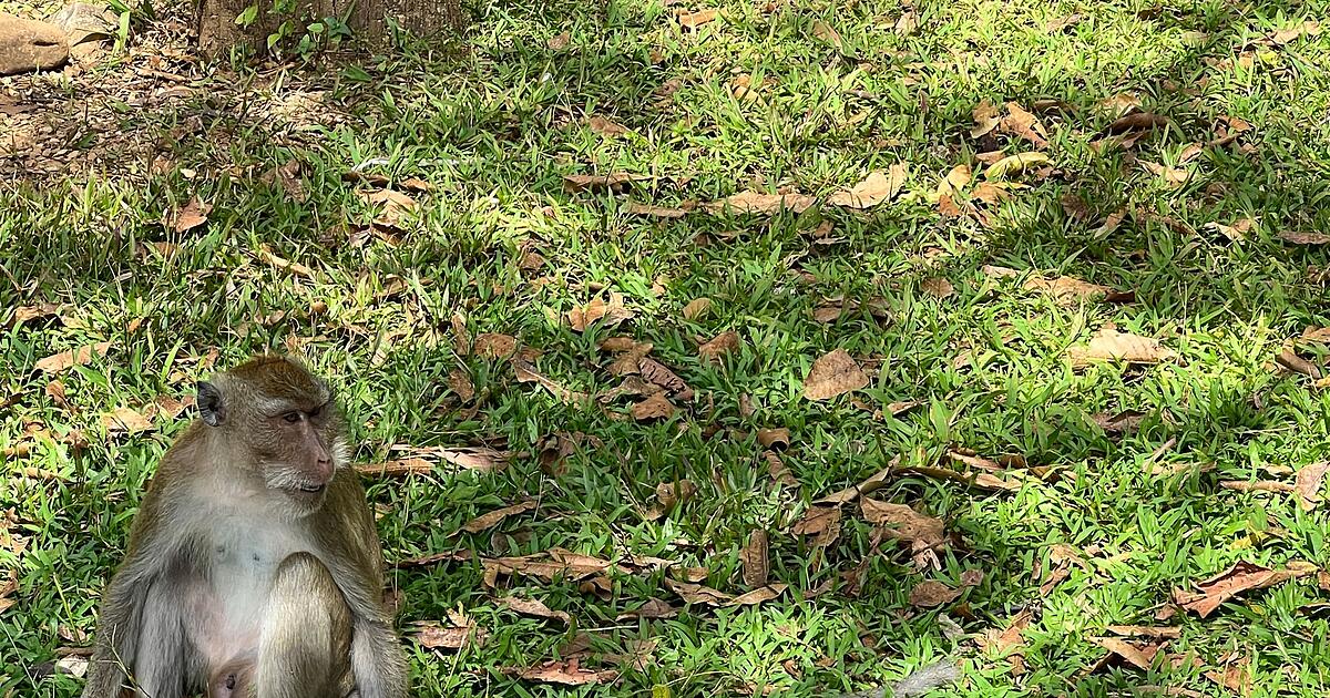 Affen-in-Plastiknetzen-Mutma-liche-Schmuggler-gestoppt