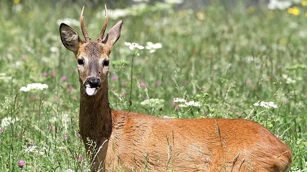 Von Mai bis Mitte Januar werden Rehe geschossen. Die Jäger müssen sich dabei an vorgeschriebene Abschusspläne halten. Foto: H.J. Fünfstück, piclease