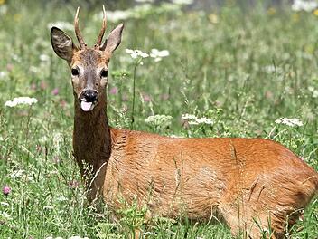 Von Mai bis Mitte Januar werden Rehe geschossen. Die Jäger müssen sich dabei an vorgeschriebene Abschusspläne halten. Foto: H.J. Fünfstück, piclease