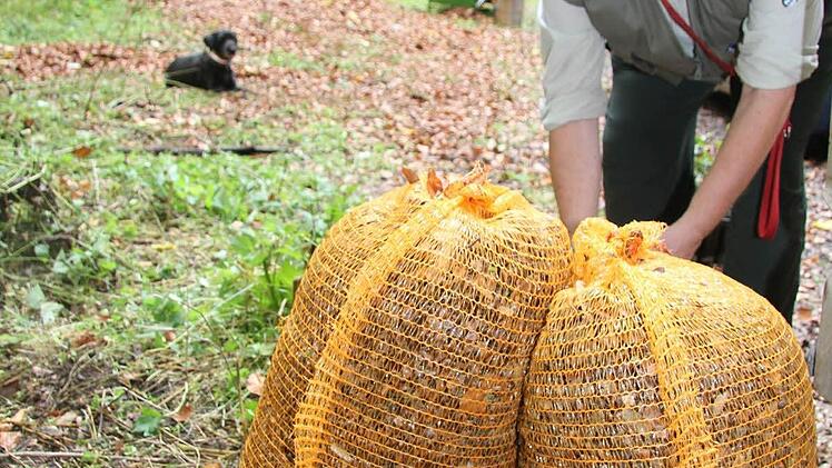 Die Ausbeute in diesem Jahr ist mäßig: Rundum die Nordeck wurden 64 Kilo Bucheckern geerntet. Foto: Sonja Adam