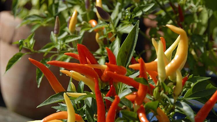Die Kulmbacher Chili-Gärtner Foto: Dagmar Besand