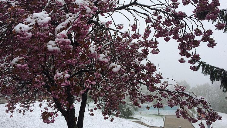 Kein Waisenknabe dieser späte Wintereinbruch: We weiß, wo er diese Woche noch über "weißelt"? Foto: Ralf Kestel