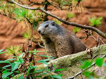 N&uuml;rnberg: "Tierische Wohngemeinschaft" im Tiergarten hat neue Mitbewohner - bald im Winterschlaf